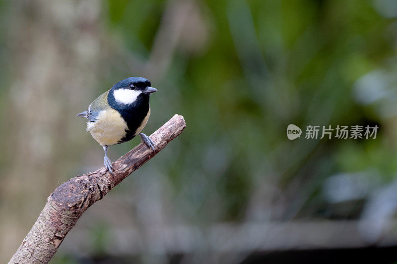 大山雀(Parus major)栖息在有复制空间的树枝上